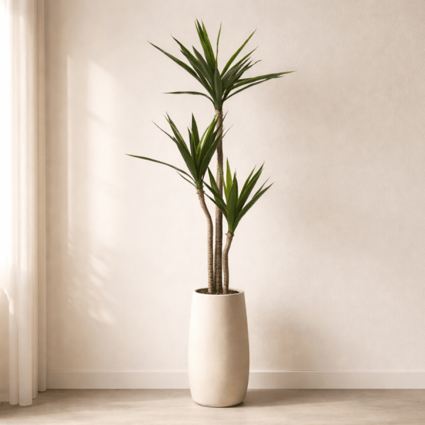 La yuca artificial destaca por sus hojas largas y puntiagudas, creando una silueta vertical elegante perfecta para ambientes actuales.