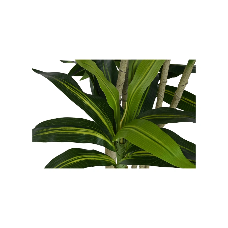 DRACAENA FRAGANS VERDE