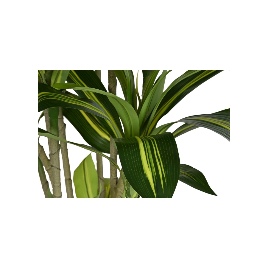 DRACAENA FRAGANS VERDE