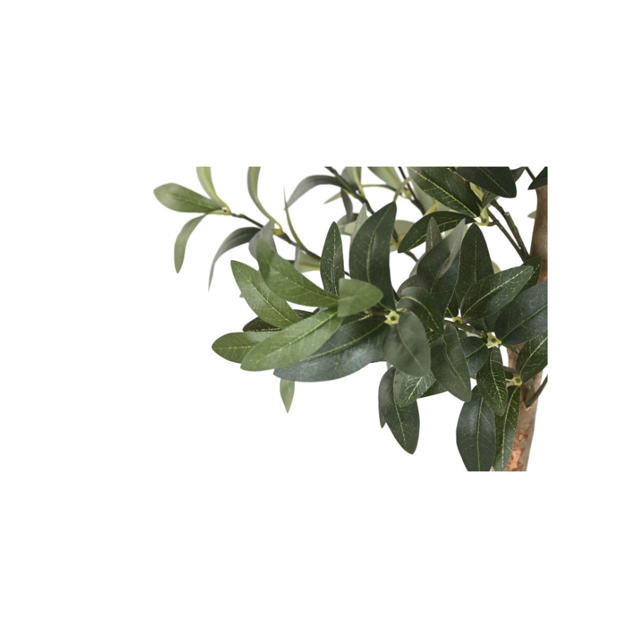 OLIVO VERDE FRONDOSO