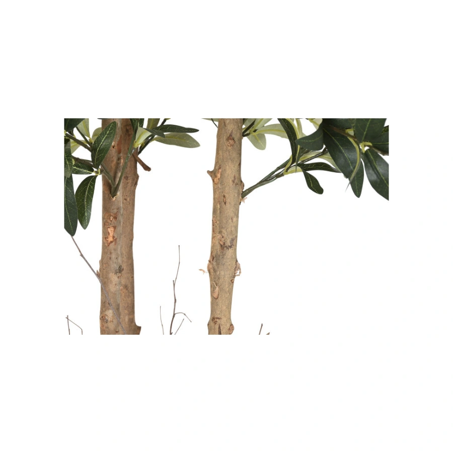 OLIVO VERDE FRONDOSO