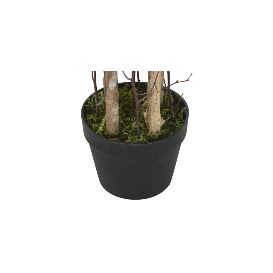 OLIVO VERDE FRONDOSO