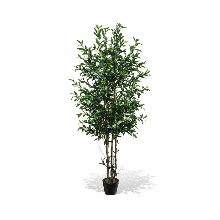 OLIVO VERDE FRONDOSO