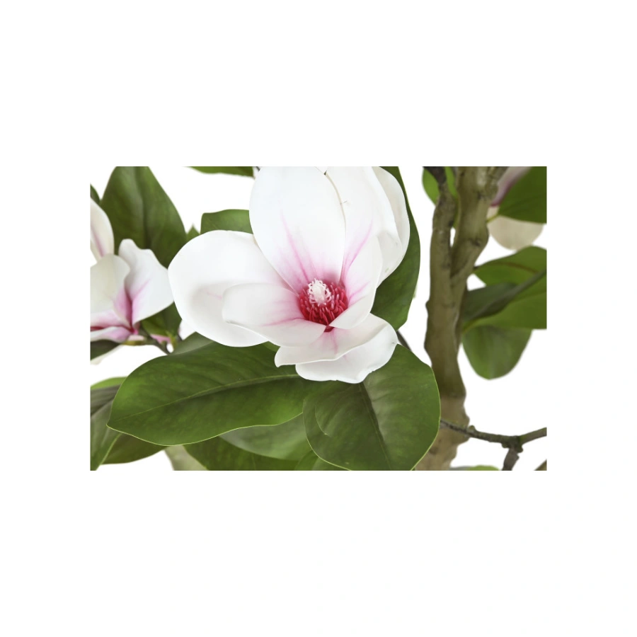 MAGNOLIO BLANCO