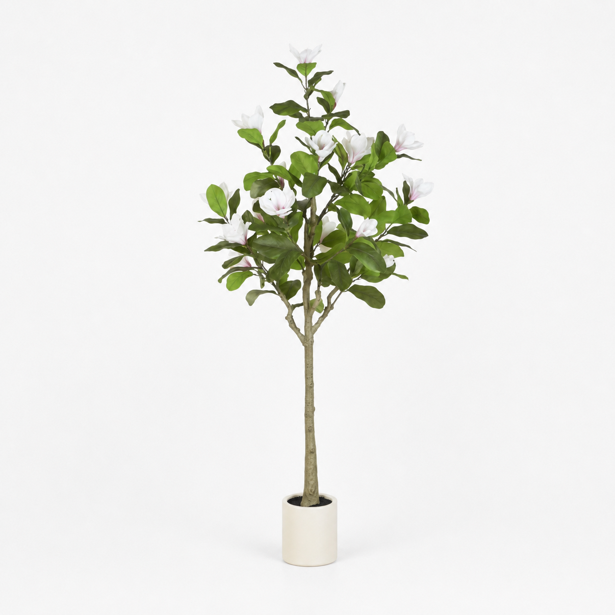 Magnolio Blanco